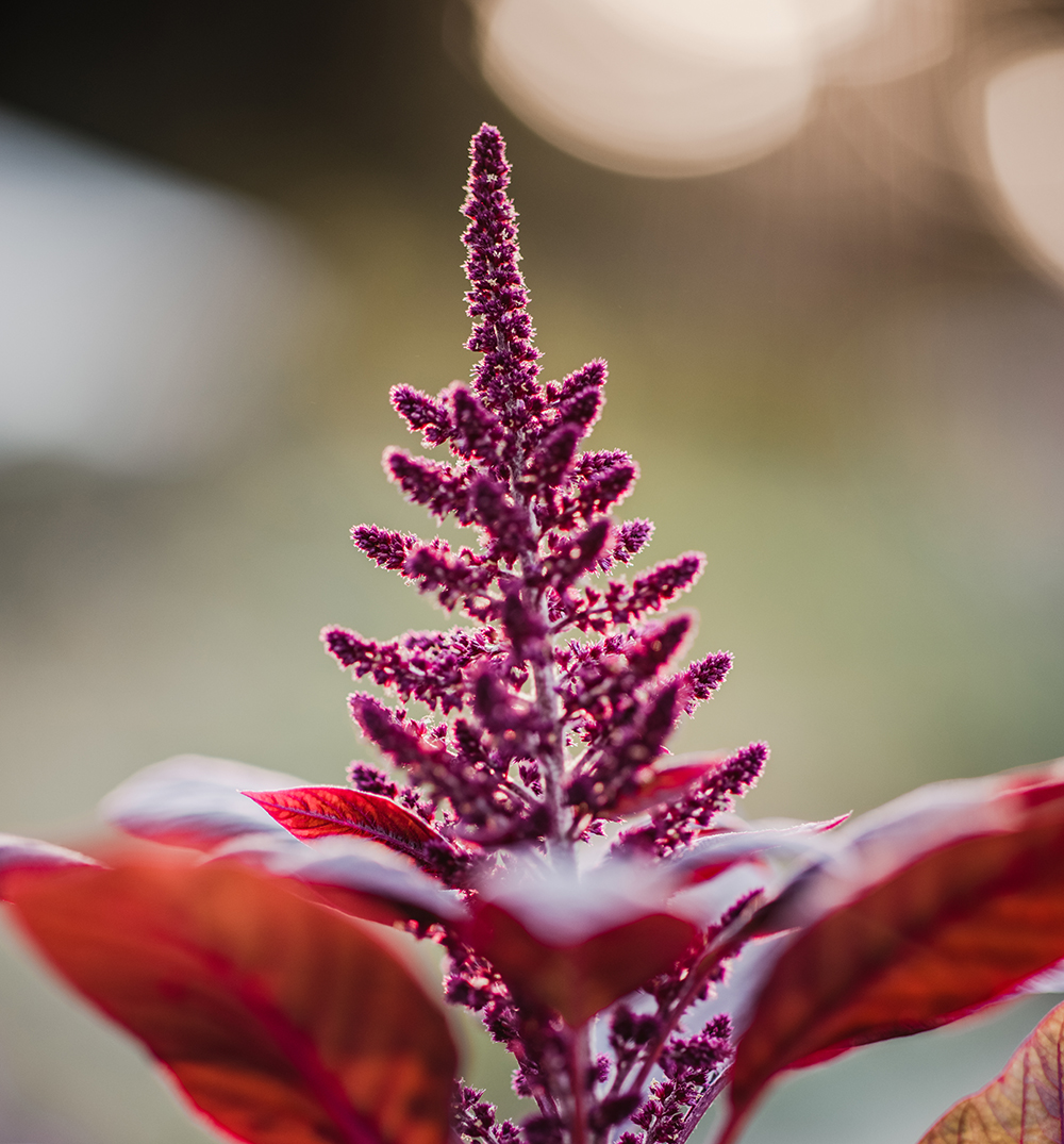 A blossoming flower reaching toward the light